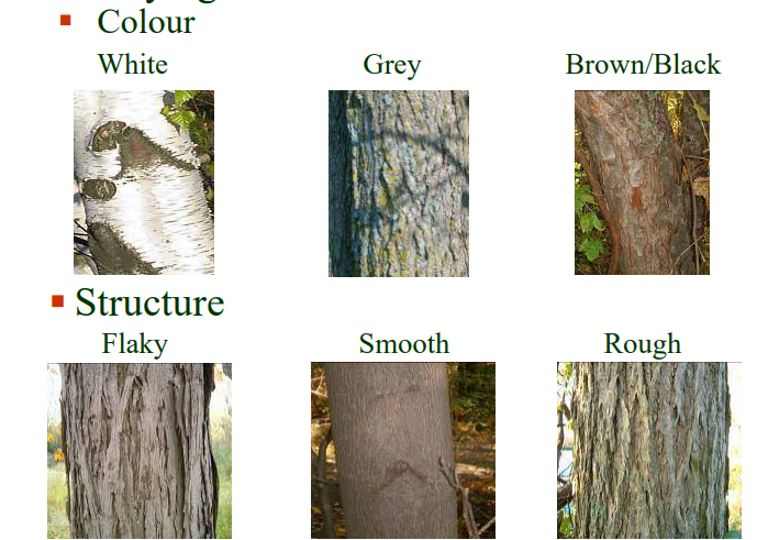 One Two Tree A Beginners Guide To Tree Identification Green Venture