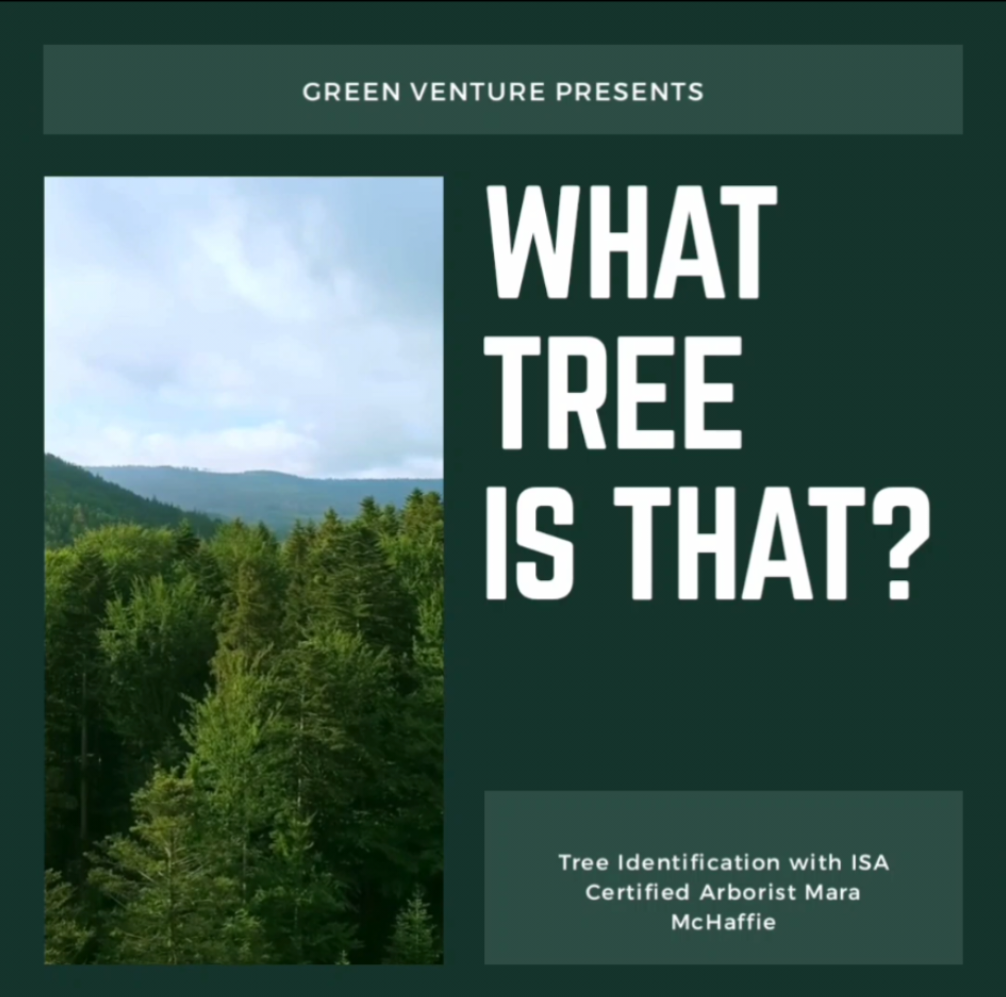 Basic Tree, Tree Identification