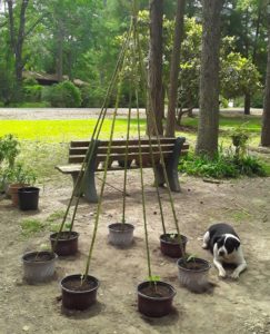 A circle of garden pots, with seven bean poles tied at the top to form a tent structure.