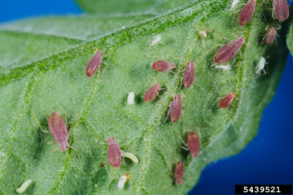 Photo of aphids covering a leaf.