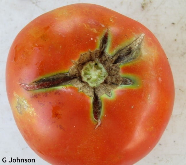 Photo of tomato with large cracks around the top.
