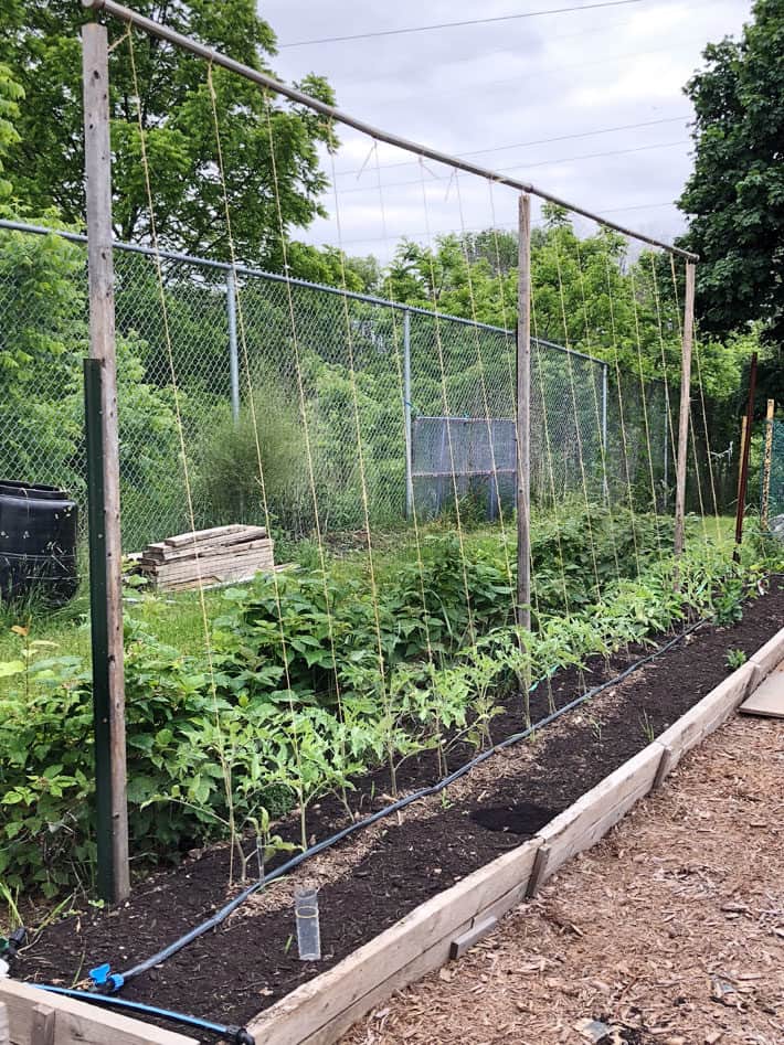Photo of a raised garden bed filled with tomato plants being string-trained. Several strings tie from a wooden frame down onto the plants.