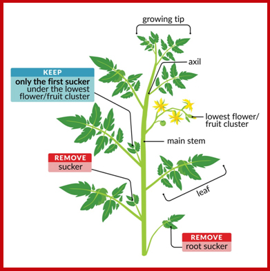 Tomato pruning diagram, featuring image of a tomato plant and icons pointing to where to prune.