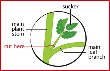 Zoomed in image of where to prune tomato plant, featuring a stem, branch, and "sucker".