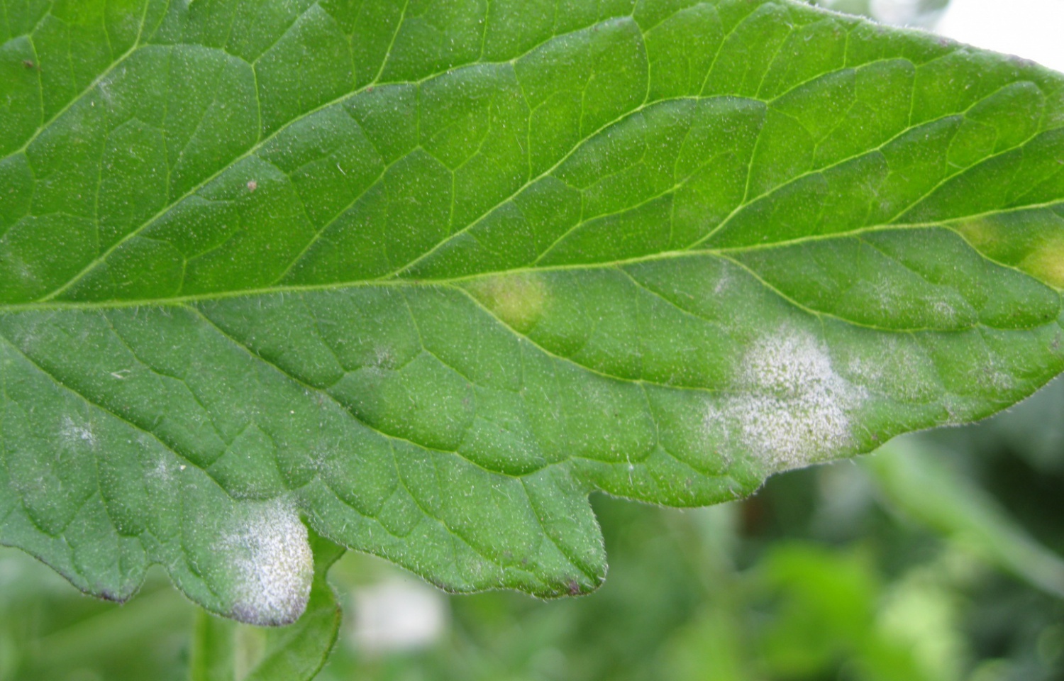 Photo of powdery mildew growing on a tomato leaf.