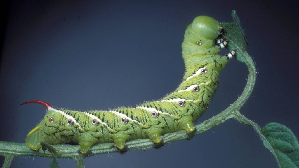 Photo of Tomato Hornworm eating a leaf.