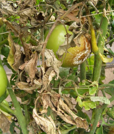 Image of tomato plant with "late blight" infection