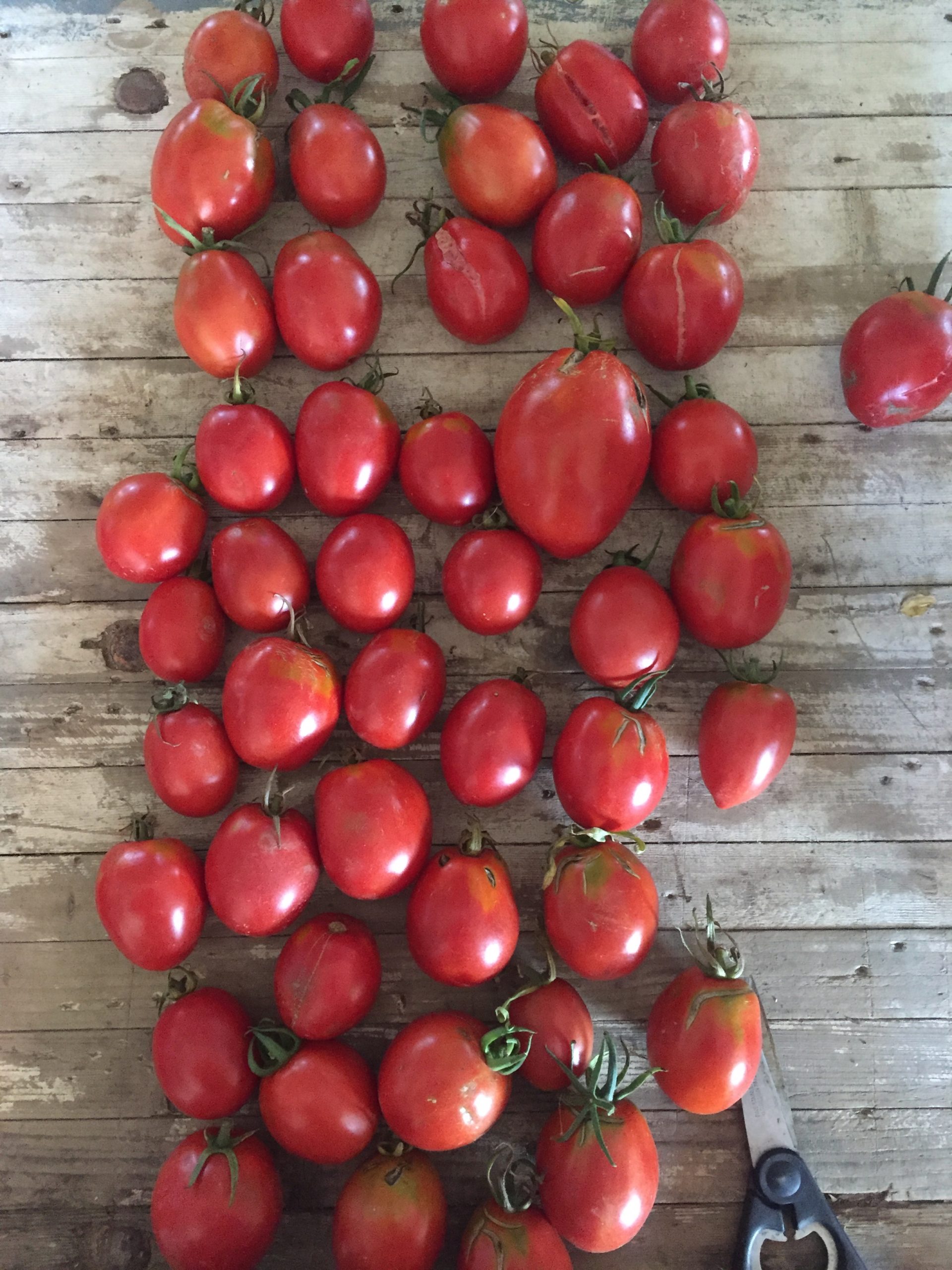 A large tomato harvest.