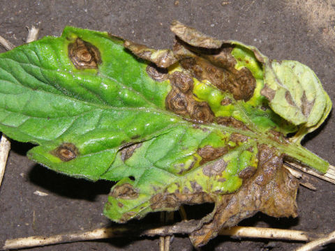 Photo of "blight" on a tomato leaf.