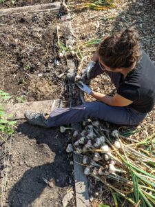 A person sitting on the ground, holding a newly harvested garlic bulb. A large pile of harvested garlic sits beside them.