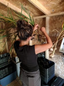 A person ties a bundle of freshly harvested garlic bulbs up in a shed to dry.