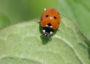 Image of seven-spotted ladybug on a leaf.