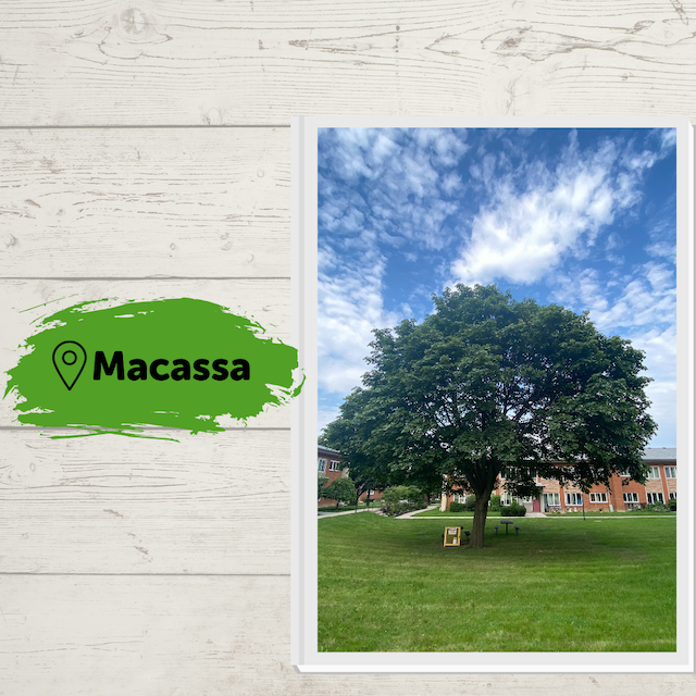 Text saying "Macassa" with a picture of an adult tree