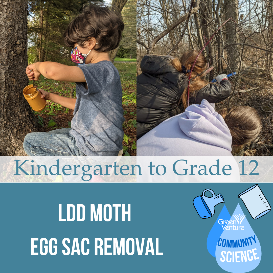 Picture of a kindergartener removing an LDD moth egg sac beside another picture of two grade twelve students also removing LDD moth egg sacs. Below it says: Kindergarten to grade 12, LDD moth egg sac removal green venture community science.