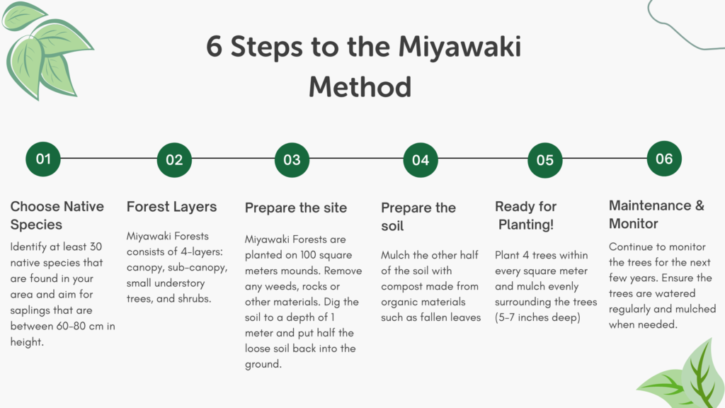 Text saying "6 steps to the Miyawaki Method" with the list of steps