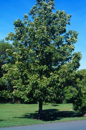 Bitternut Hickory tree