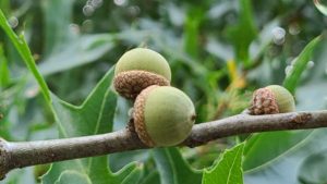 Pin oak acorns