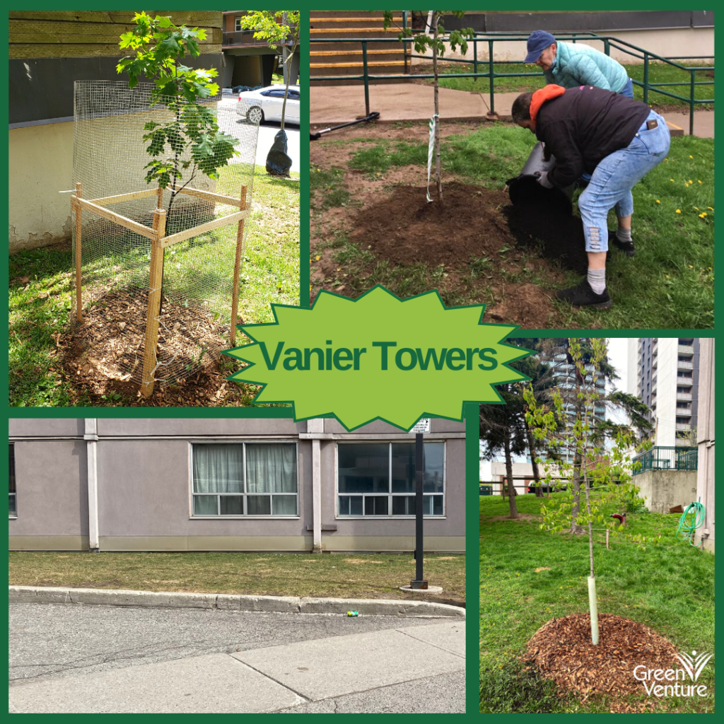Series of tree pictures with text saying "Vanier Towers"