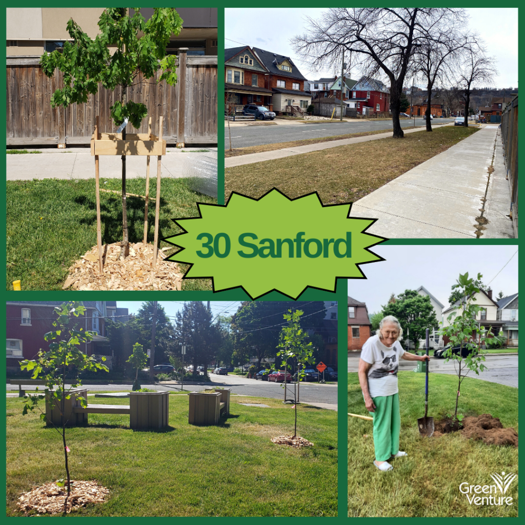 Series of tree planting pictures with text saying "30 Sanford"