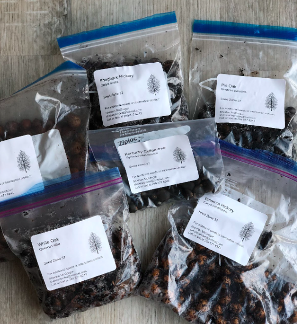 Photo of tree kits (bags of soil with acorns and seeds)