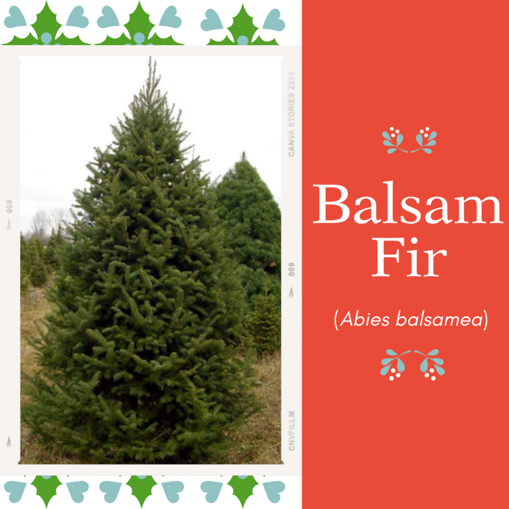 Picture of tree and text saying "balsam fir"