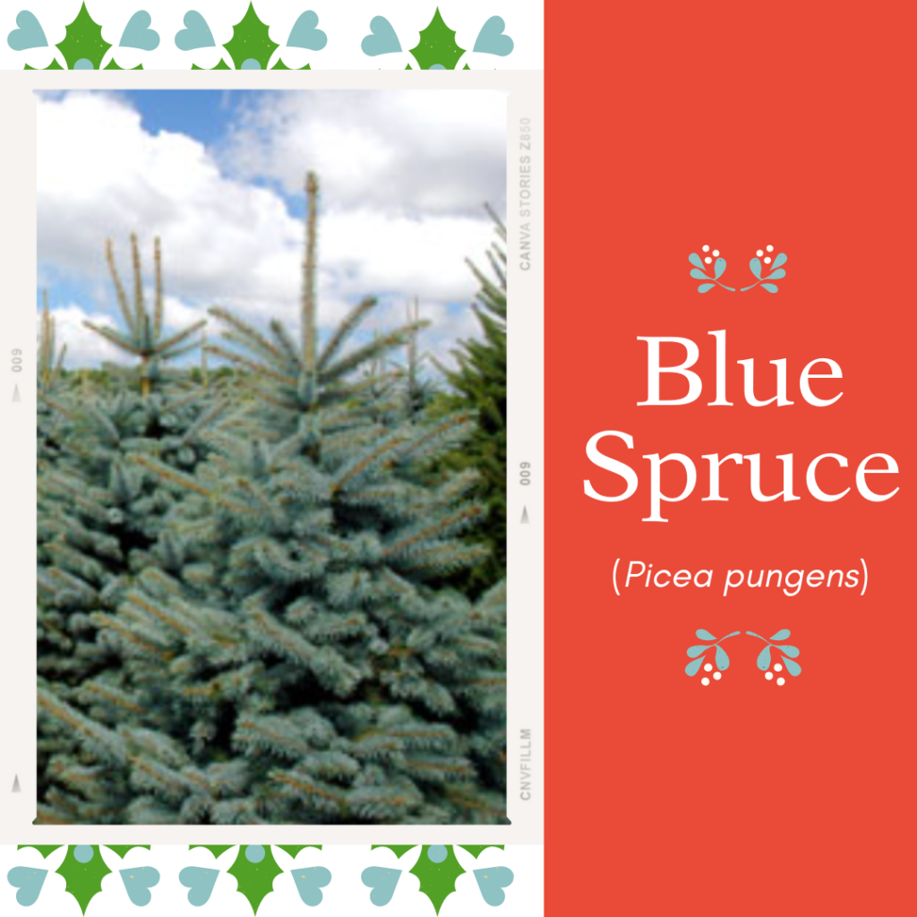 Picture of a tree with text saying "blue spruce"