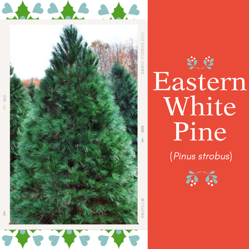 Picture of a tree with text saying "Eastern white pine"