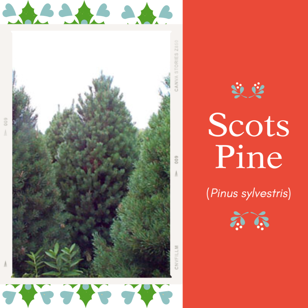 Picture of trees with text saying "scots pine"