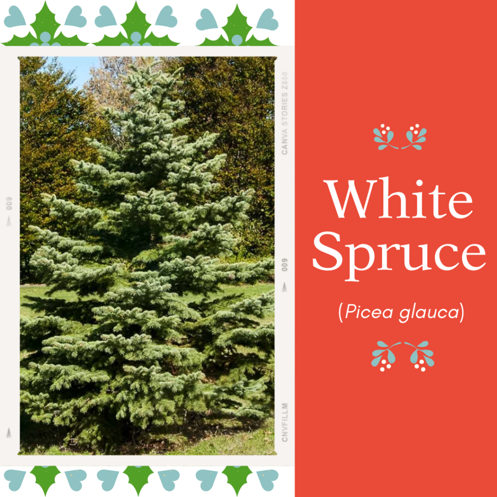 Picture of tree and text saying "white spruce"