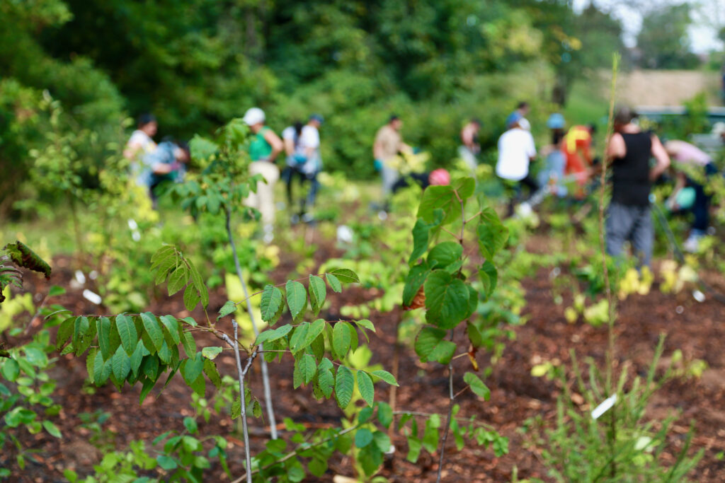 Picture of newly planted trees with volunteers blurred in the background