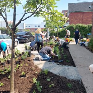 A group of volunteers planting ontario native plants in a garden bed beside a parking lot