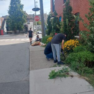 Volunteers working on a garden beside a sidewalk by a Barton St sign