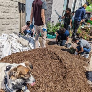 A dog sits on a pile of mulch and some volunteers begin preparing a rain garden