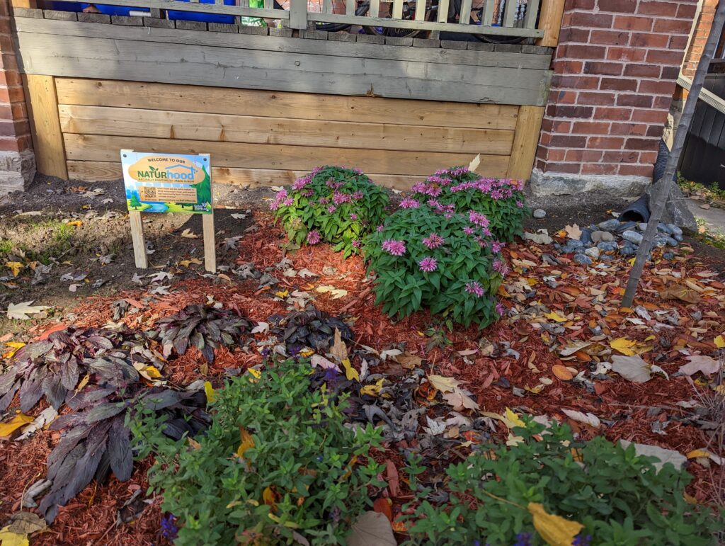 Mature rain garden with a downspout and a NATURhoods sign