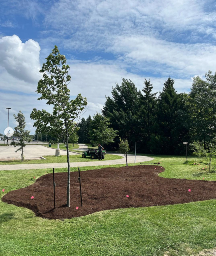 A tree and a prepared site of soil for gardening